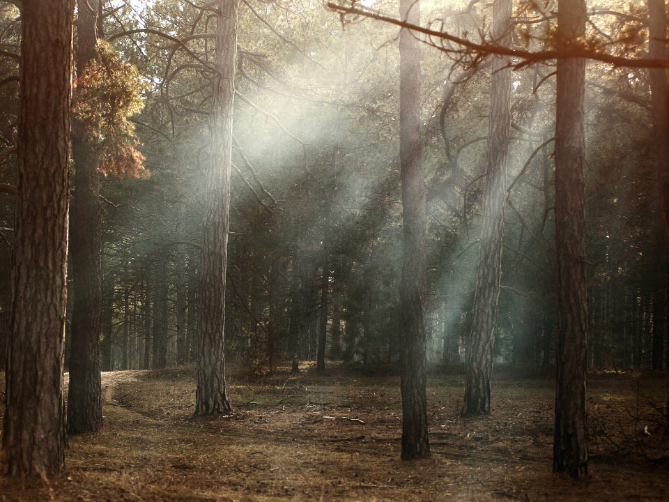 Imagen de un bosque seco con rayos de sol que atraviesan los árboles. 